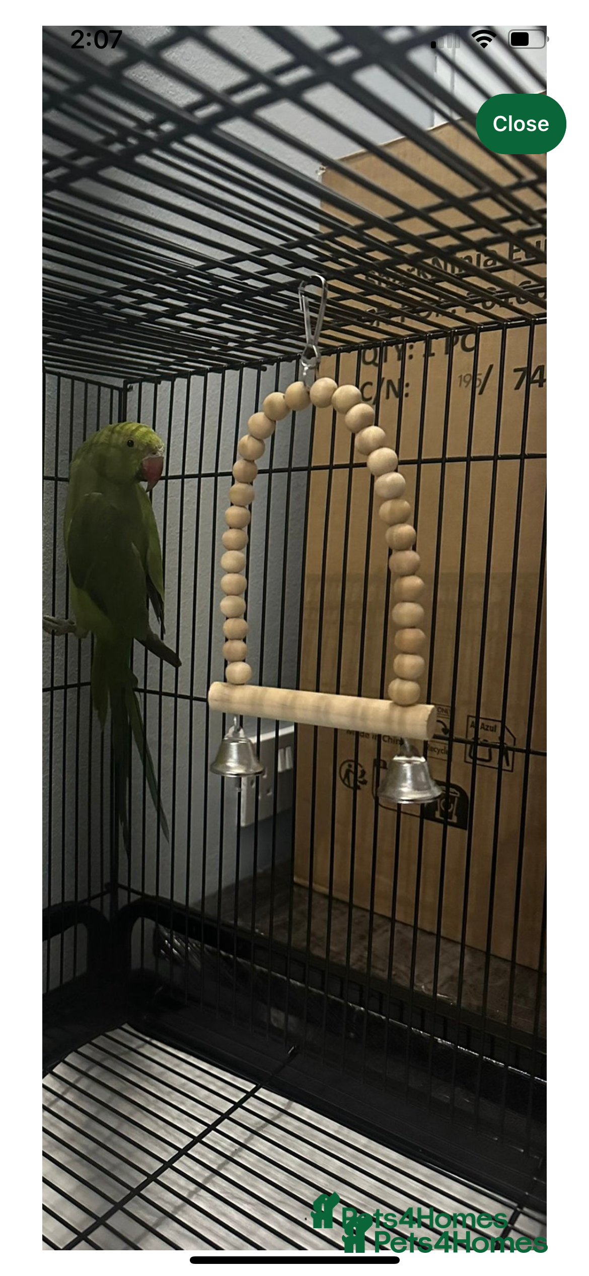 Ringnecks birds Green female Indian ring neck  - Advert 1