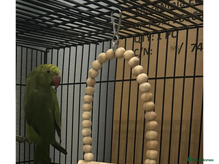 Ringnecks birds Green female Indian ring neck - Advert 13