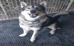Mixed Breed dogs for sale: German shepherd x Alaskan malamute - Image 12