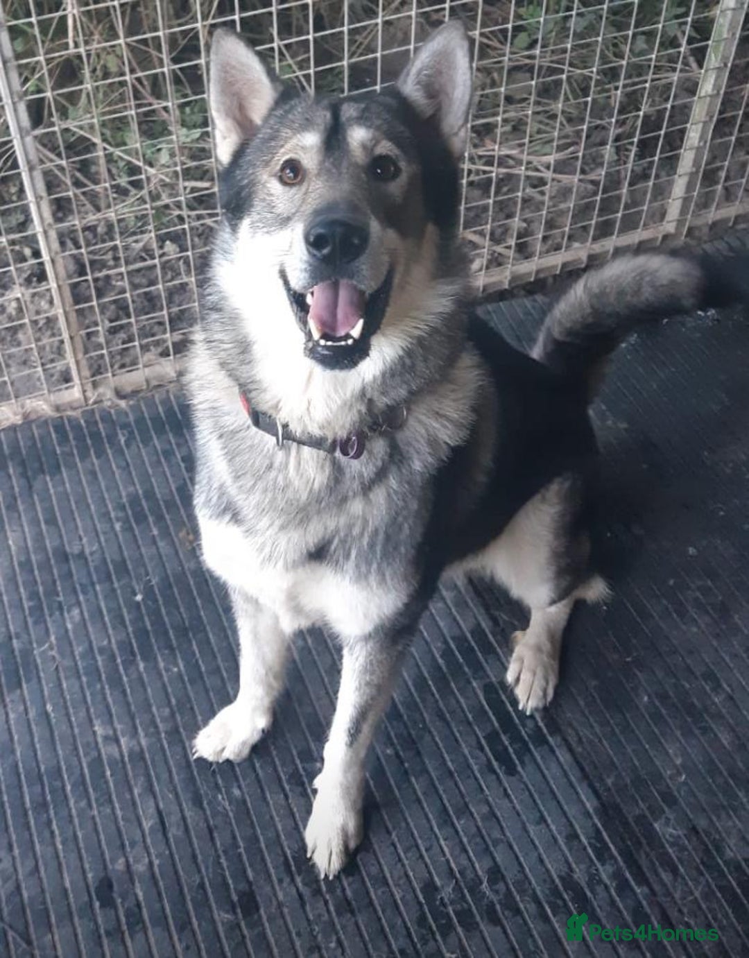 Mixed Breed dogs for sale: German shepherd x Alaskan malamute - Image 12