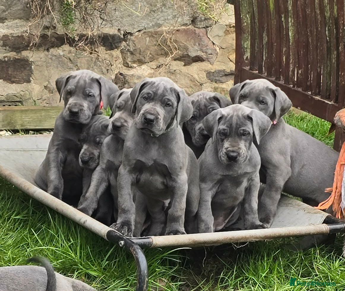 Great Dane dogs Blue Litter - Advert 1