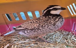 Quail poultry for sale:  snowflake bobwhite males - Image 2