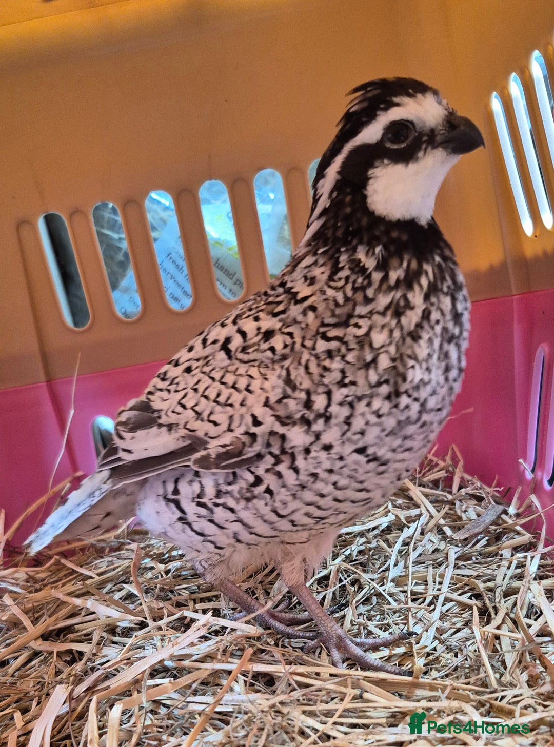 Quail poultry for sale:  snowflake bobwhite males - Image 2
