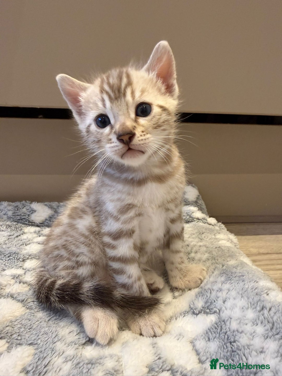 Bengal cats for sale: Bengal Kittens For Sale (4 Left) - Image 6