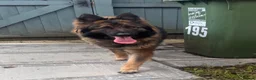 German Shepherd dogs for sale: German shepherd  - Advert 3