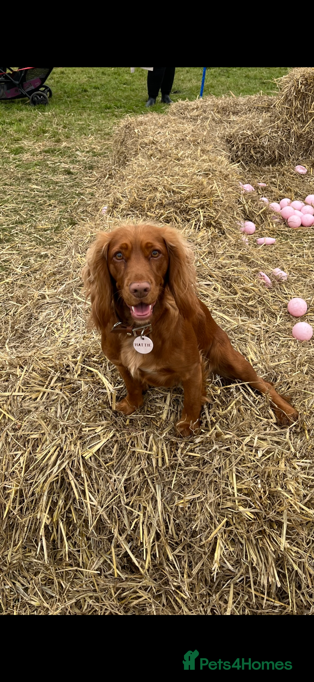 Cocker Spaniel dogs for sale: FOX RED WORKING COCKER SPANIEL PUPS - Advert 4