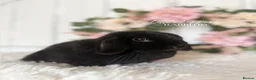 Mini Lop rabbits for sale: Female Mini Lop • Searching for Pet Only Home - Advert 1