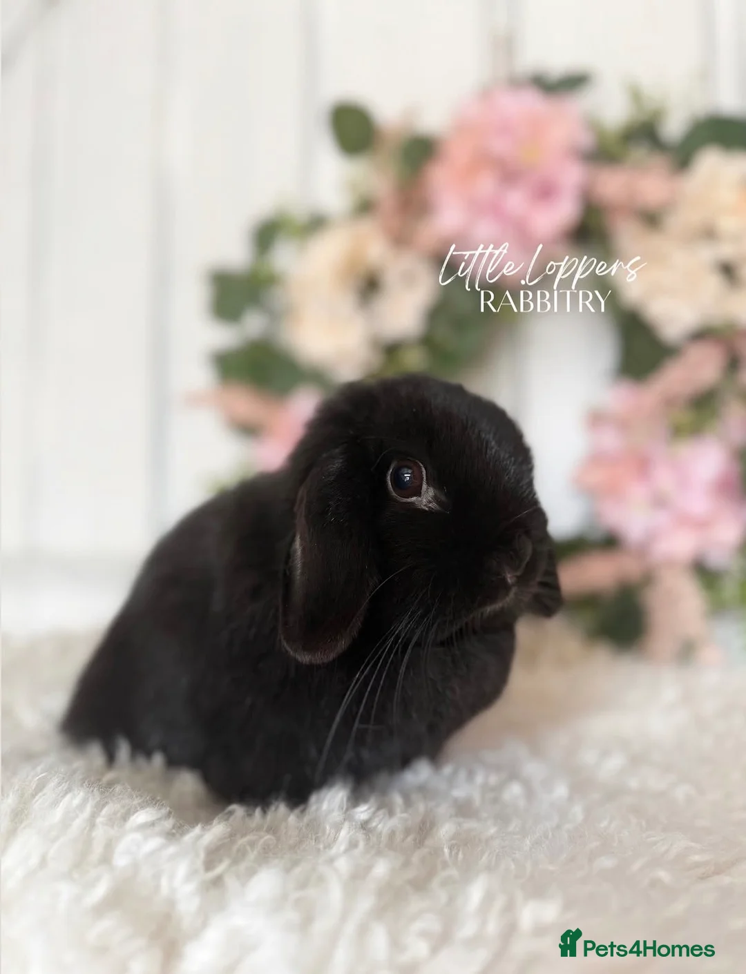 Mini Lop rabbits for sale: Female Mini Lop • Searching for Pet Only Home - Advert 1