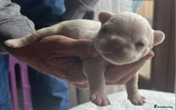 French Bulldog dogs for sale: 7 Stunning Babies ❤️💙 - Image 2