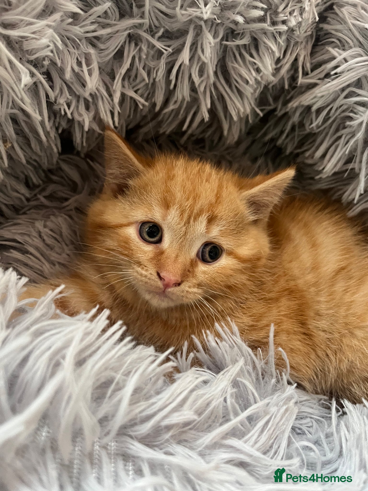 Mixed Breed cats RAGDOLL X KITTENS 💕💙 - Advert 16