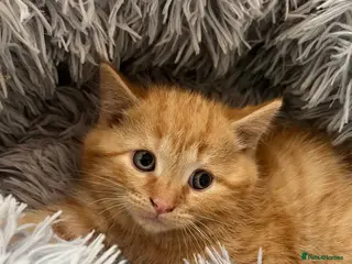 Mixed Breed cats RAGDOLL X KITTENS 💕💙 - Advert 16