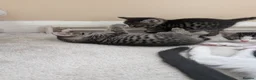 Mixed Breed cats for sale: Kittens Looking for Loving Homes  - Advert 6