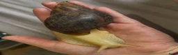 Snails invertebrates for sale: Two African land snails. Hawkins and Mr Whatsit  in Hook - Advert 5