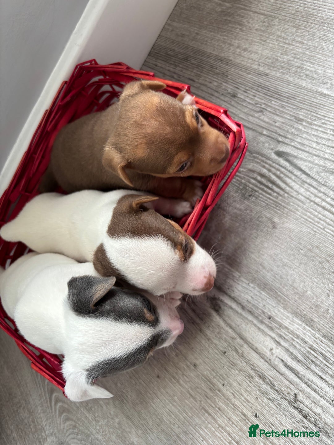 Jack Russell dogs for sale: Miniature Jack Russell’s   - Image 22