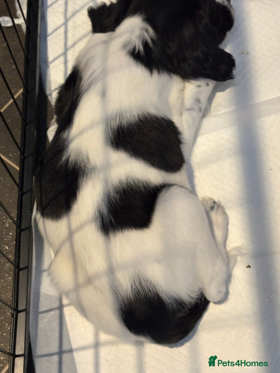 Sprocker dogs for sale: SPRINGER PUPPIES - Advert 13