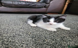 British Shorthair cats for sale: Beautiful kittens for sale  - Image 10