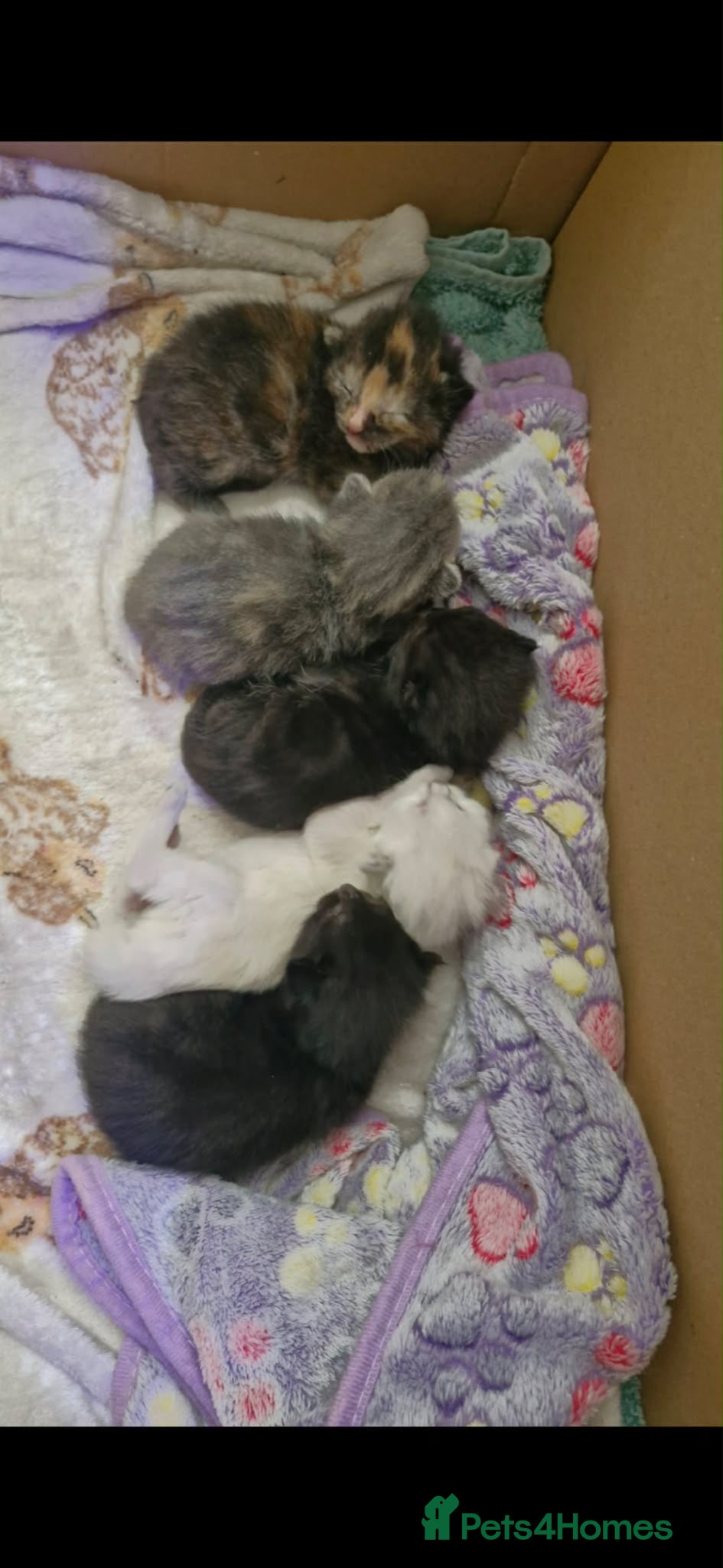 Mixed Breed cats Beautiful litter of kittens for sale!  - Advert 7