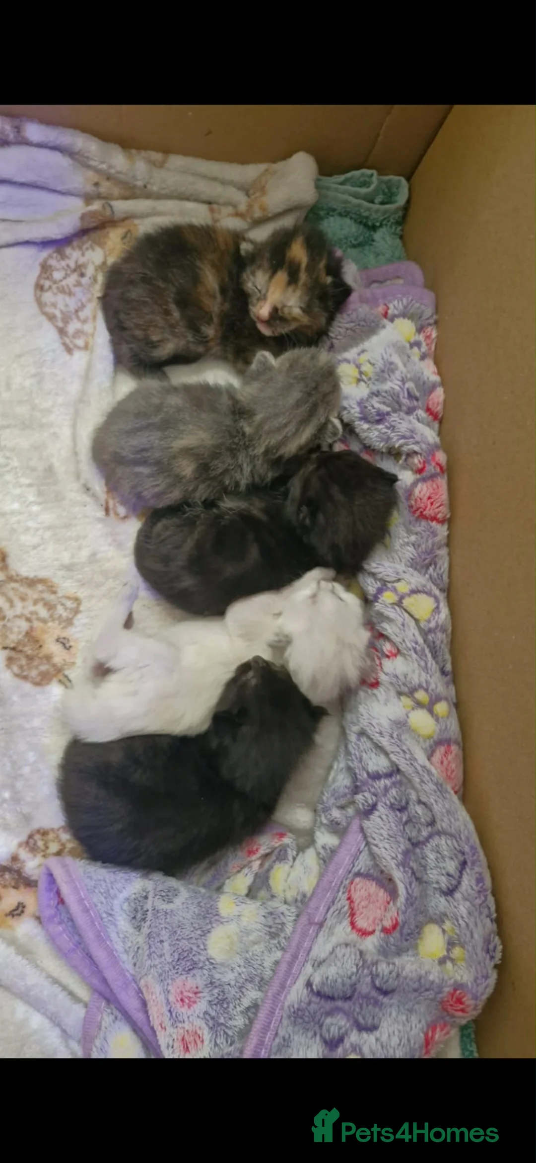 Mixed Breed cats for sale: Beautiful litter of kittens for sale!  - Advert 2