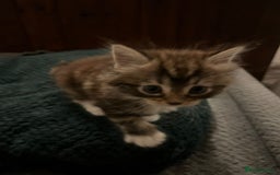 Mixed Breed cats for sale: Pretty Part Maine Coon kittens  - Image 3