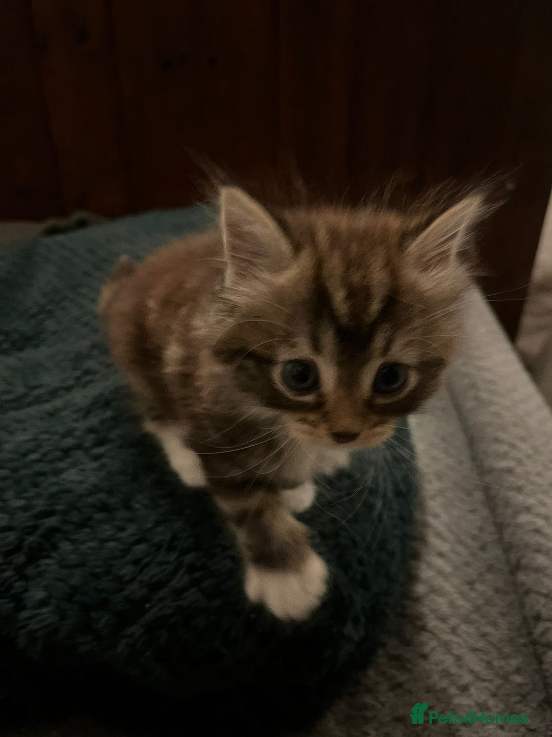 Mixed Breed cats for sale: Pretty Part Maine Coon kittens  - Image 3
