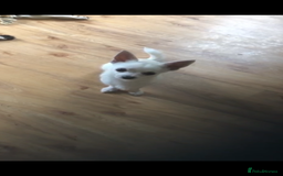 Chihuahua dogs for sale: Chihuahua  - Image 1
