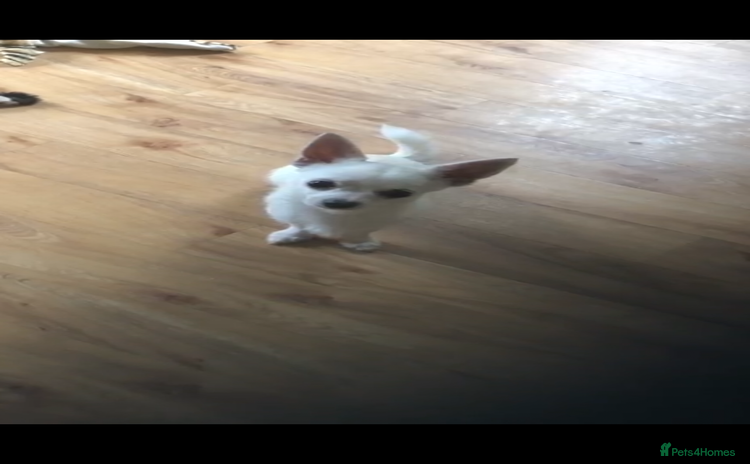 Chihuahua dogs - Advert 1