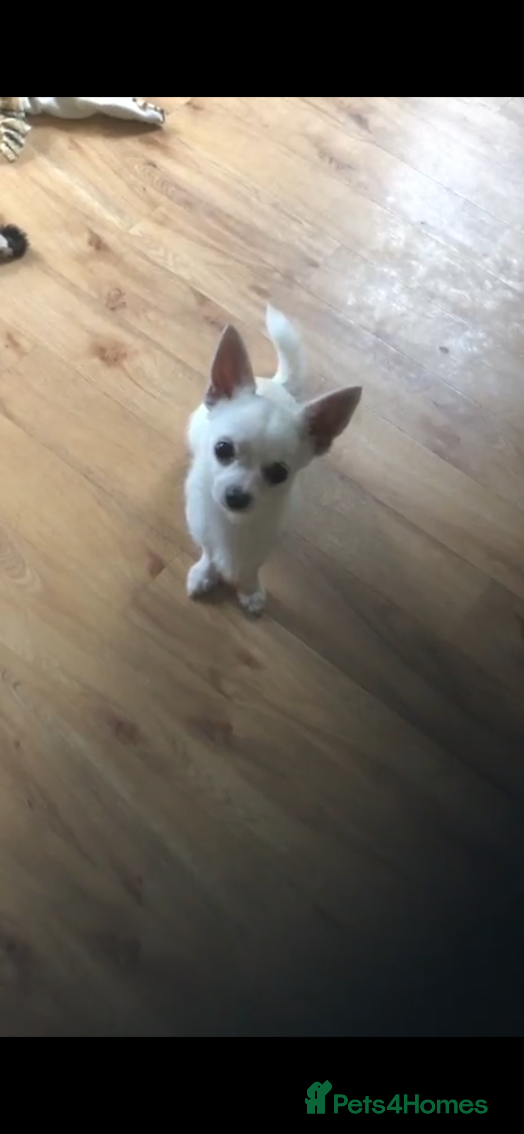 Chihuahua dogs for sale: Chihuahua  - Image 1