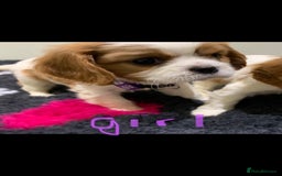 Cavalier King Charles Spaniel dogs for sale: Pedigree cavalier puppies  - Image 7