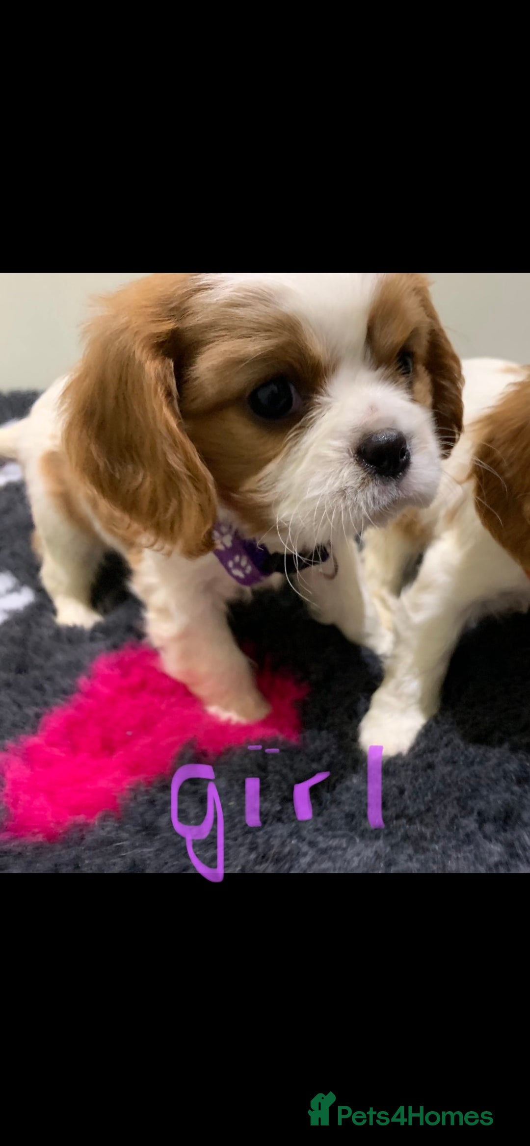Cavalier King Charles Spaniel dogs for sale: Pedigree cavalier puppies  - Image 7