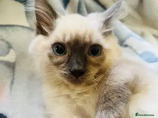 Ragdoll cats Ragdoll kittens - Advert 18
