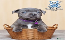 Staffordshire Bull Terrier dogs for sale: ULTIMATE VALGO BREEDING, WAITING LIST NOW OPEN  - Image 2