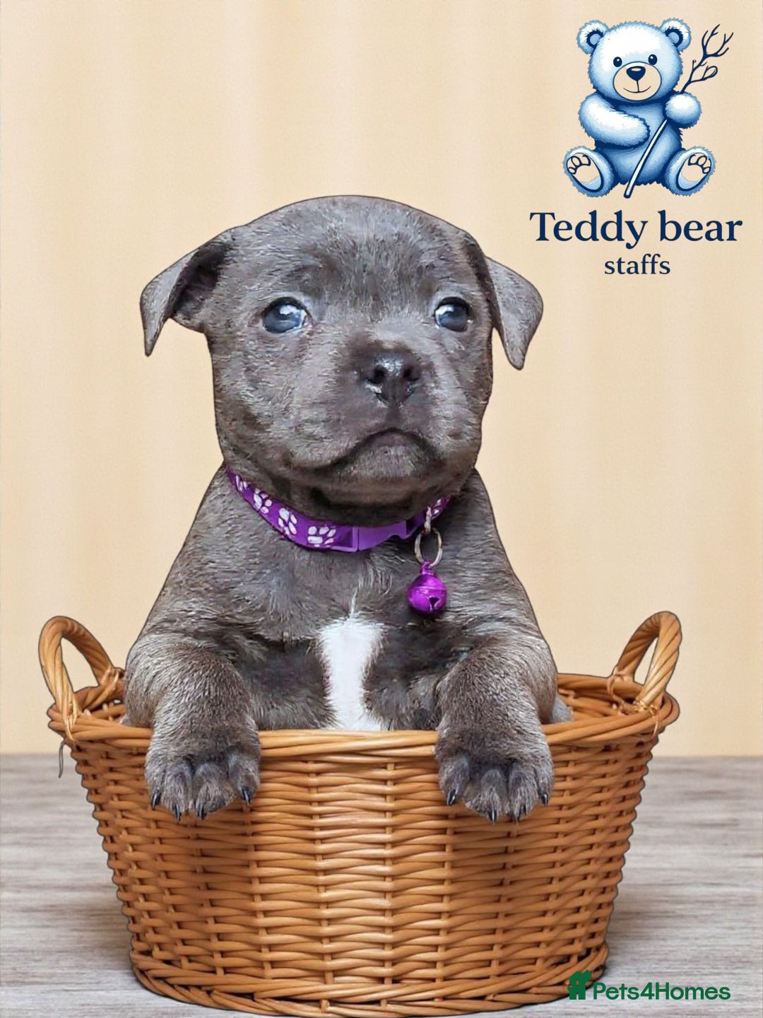 Staffordshire Bull Terrier dogs for sale: ULTIMATE VALGO BREEDING, WAITING LIST NOW OPEN  - Image 2