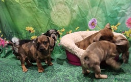 Mixed Breed dogs for sale: Dapple Dachshund mixed breed pups  - Image 8