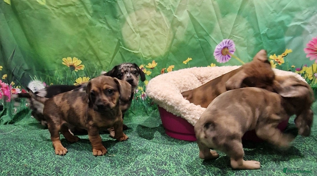 Mixed Breed dogs for sale: Dapple Dachshund mixed breed pups  - Image 8