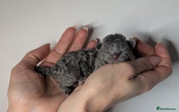 Devon Rex cats for sale: Blue & Lilac Devon Rex Kittens Taking Reservations - Image 12