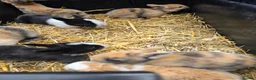 Mixed Breed rabbits for sale: Lionhead x dwarf lop in Grantham - Advert 15