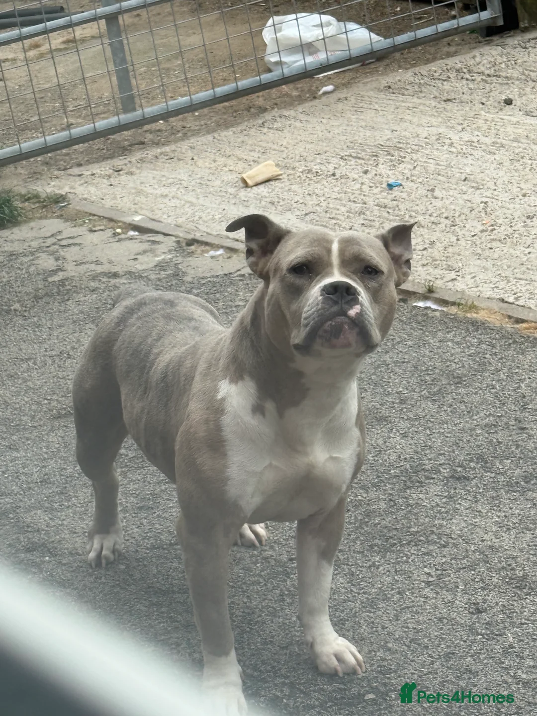 Mixed Breed dogs for sale: Female pocket bully in Sheffield - Advert 1