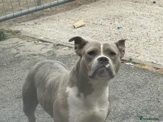 Mixed Breed dogs Female pocket bully - Advert 1