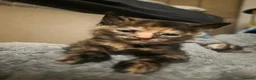 Mixed Breed cats for sale: 3 beautiful babies looking for forever homes - Advert 8