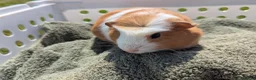 Guinea Pig rodents for sale: Beautiful guinea pigs  - Advert 3
