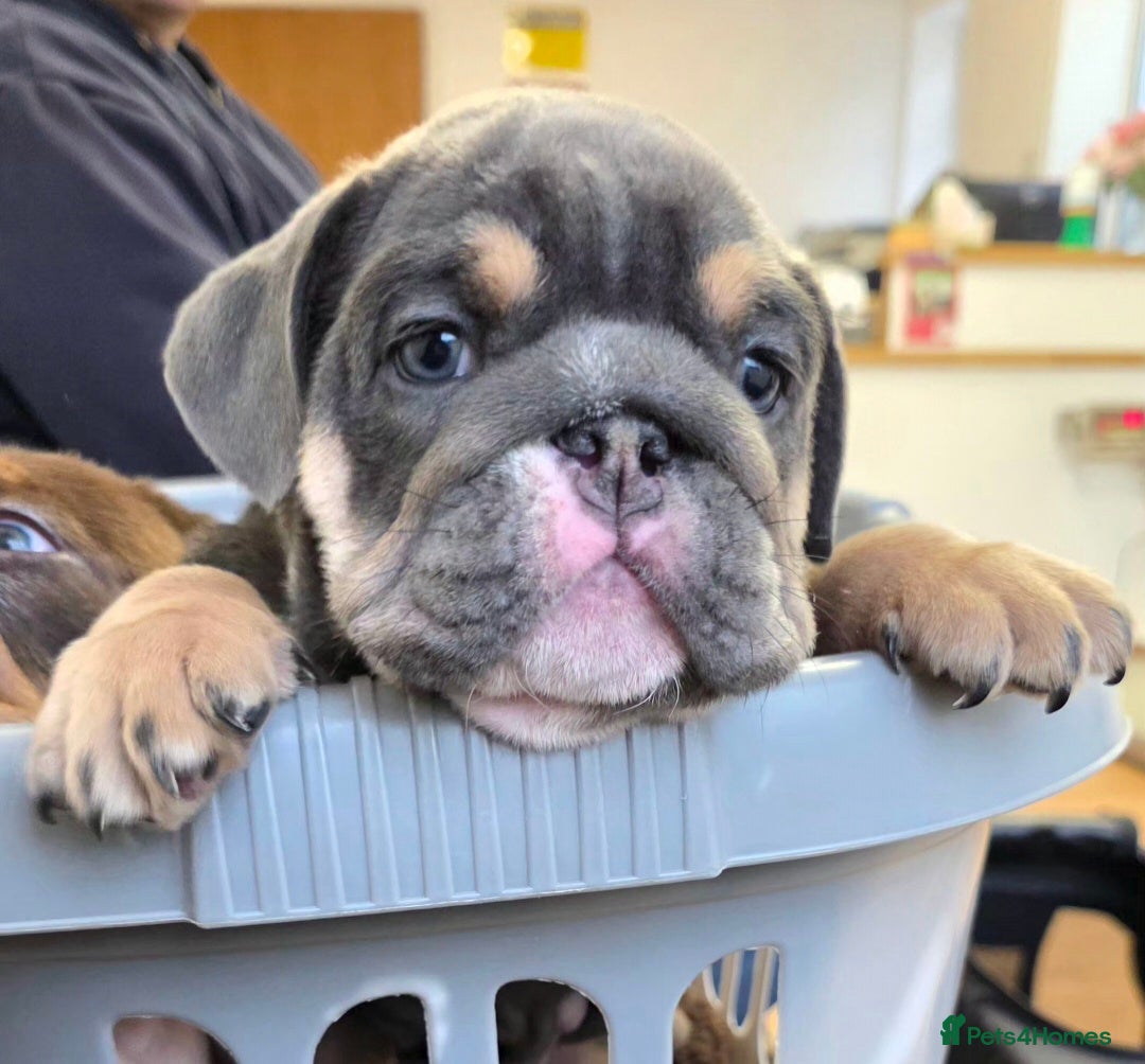 English Bulldog dogs Litter of 3 English Bulldogs - Advert 1