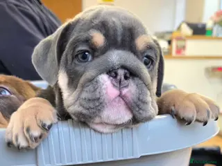 English Bulldog dogs Litter of 3 English Bulldogs - Advert 1