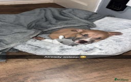 Mixed Breed dogs for sale: Rocky the puppy - Image 2