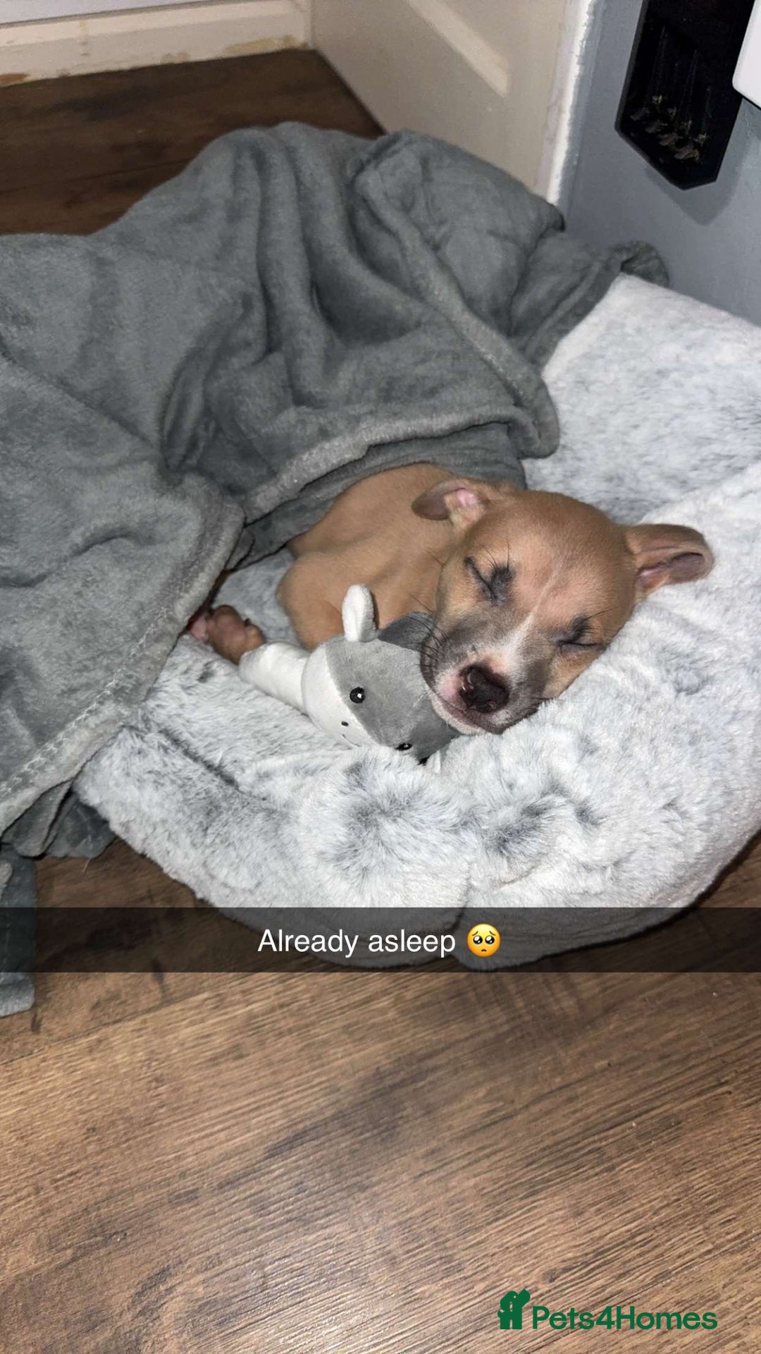 Mixed Breed dogs for sale: Rocky the puppy - Image 2