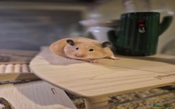 Hamster rodents for sale: Stunning cream pedigree syrian 4.5 months old - Image 2