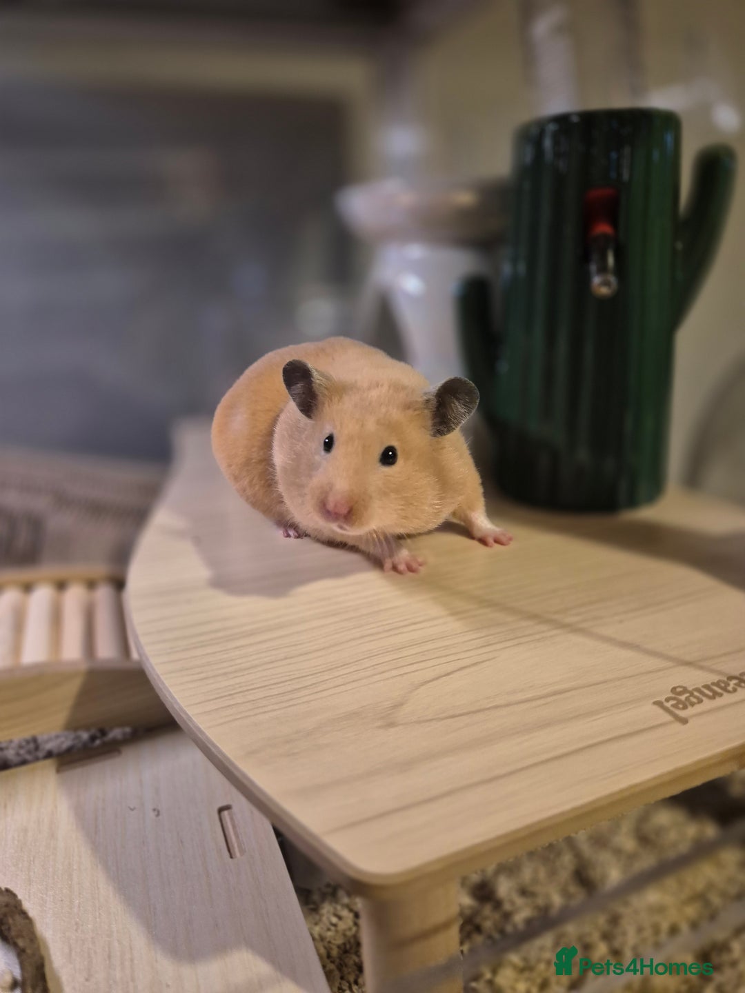 Hamster rodents for sale: Stunning cream pedigree syrian 4.5 months old - Image 2