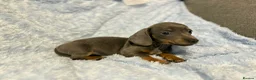 Miniature Dachshund dogs for sale: 7 beautiful puppies available  in Bradford - Advert 20