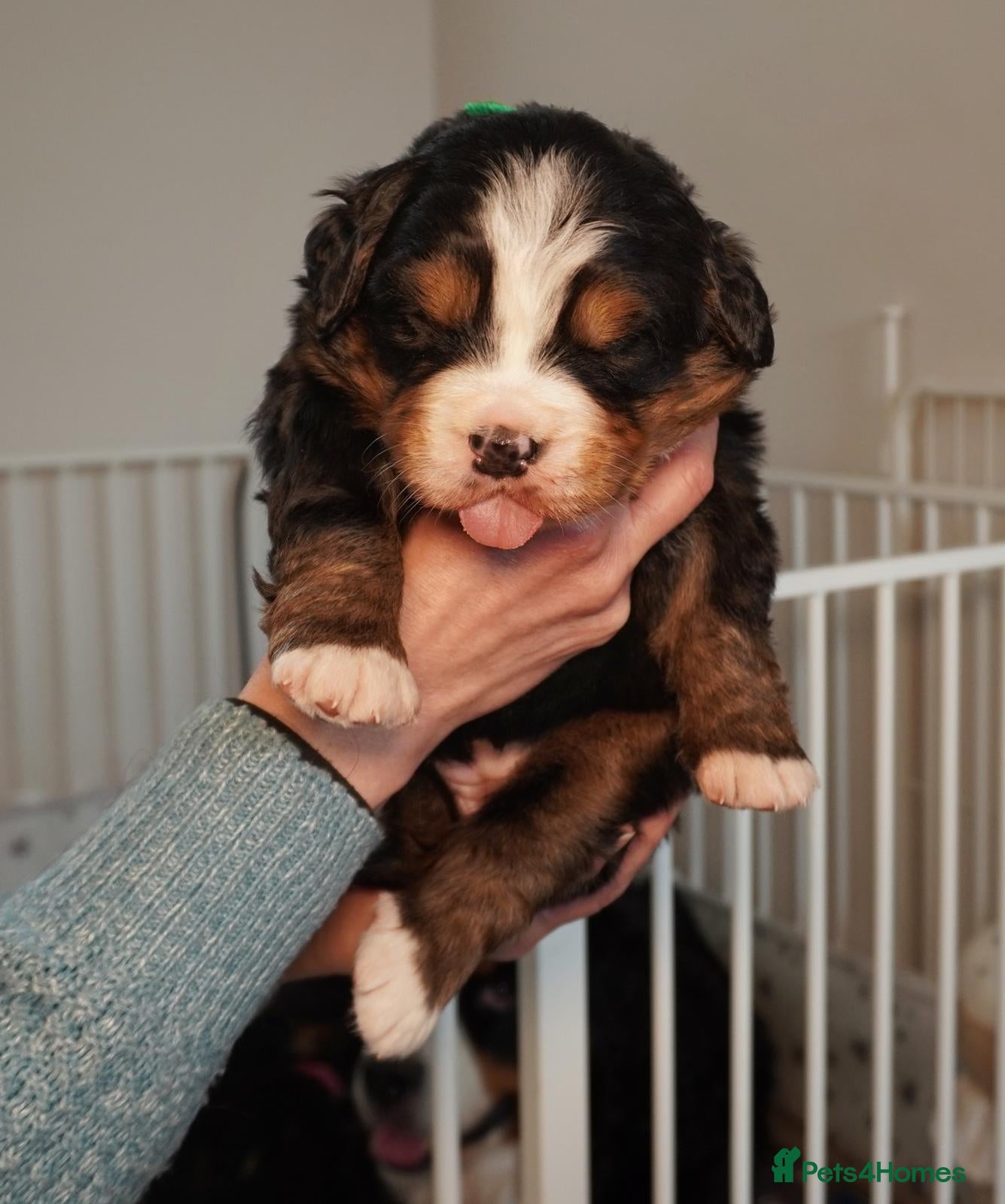 Bernese Mountain Dog dogs KC Registered Bernese Mountain Dog Puppies - Advert 2