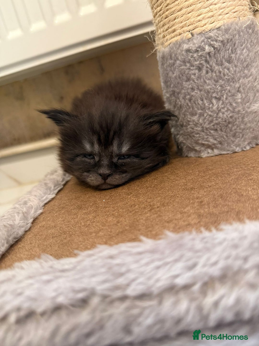 Maine Coon cats for sale: Pedigree Tica Russian Import line Maine Coons - Advert 8