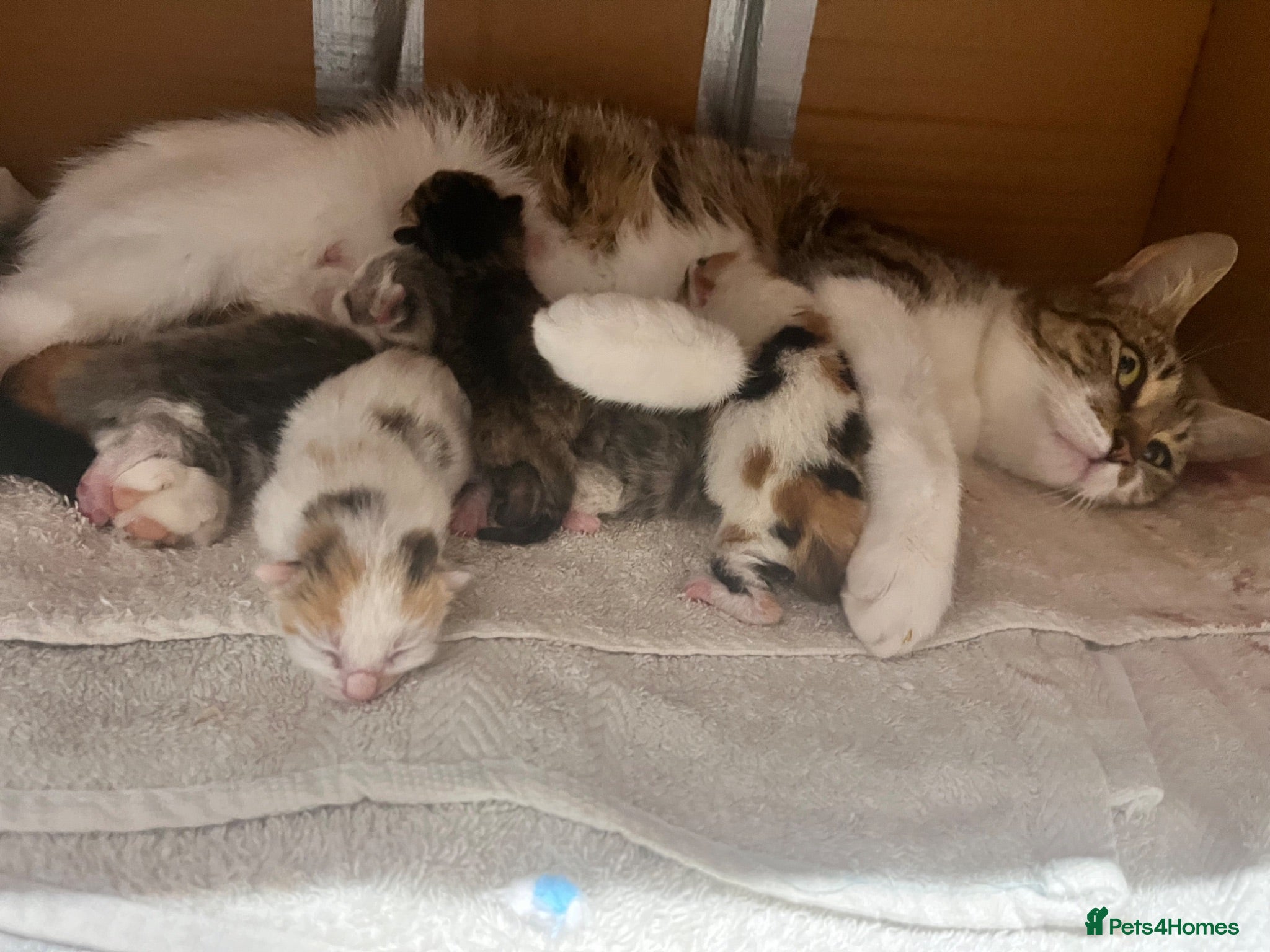 Mixed Breed cats 5 gorgeous kittens  - Advert 14